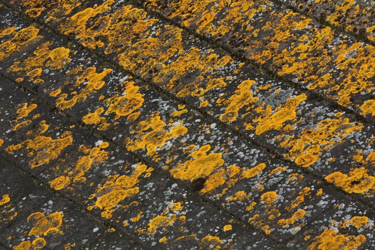 roof lichens